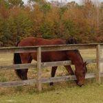 3rd Place: “A Horse of Course” by Jackie Mallard Larder