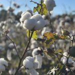 “Cotton” by Rachel Hawkins
